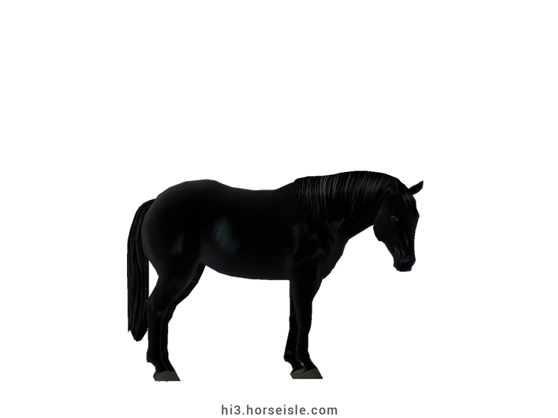 American Quarter Stock Horse Sooty Ebony Black Coat
